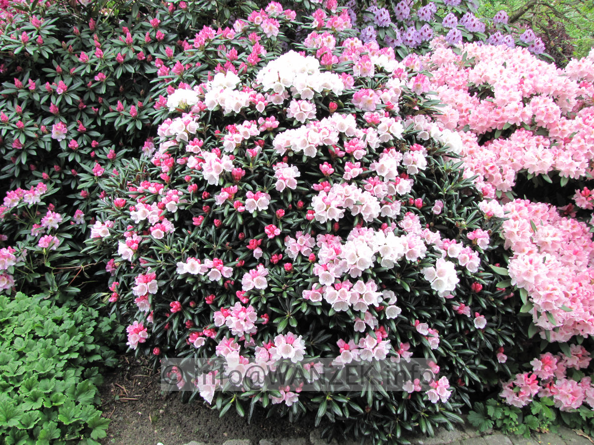 Rhododendron yakushimanum FCC 02.JPG